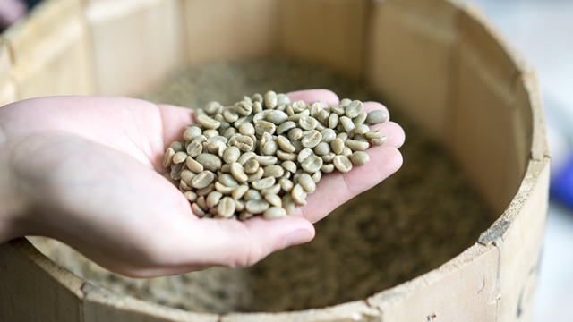 硬性格咖啡 自家烘焙咖啡豆烘焙前後人工手選剔除瑕疵豆 Insingerkaffee 硬性格咖啡