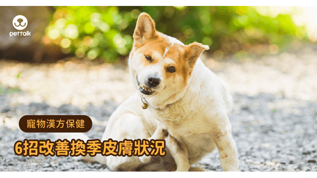 寵物漢方保健 狗狗換季肌膚問題總是沒完 這幾招幫助改善皮膚狀況 Qbow寵物漢方保健