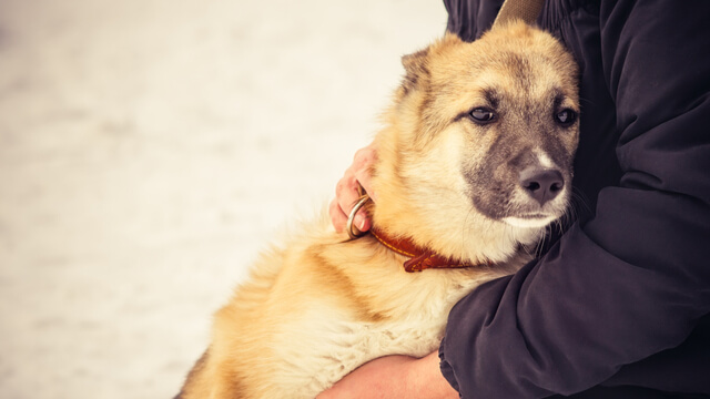 淺談老狗照顧 狗狗年紀大必須注意的3大重點與常見疾病 Virbac 維克官方旗艦店