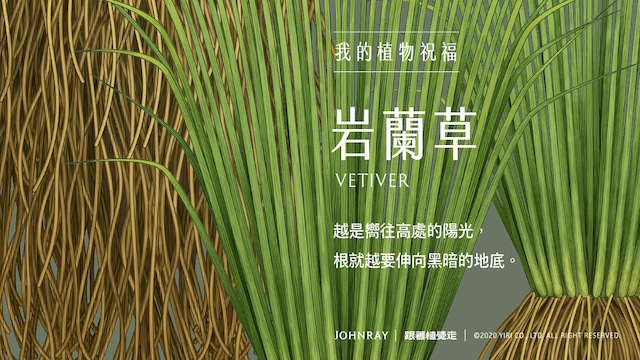 岩蘭草 沉靜 滋養 修復 伊日生活yiri Living