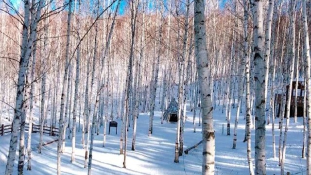 來一場北海道的白樺樹森林浴吧 Siraca From Hokkaido Rikkyo Japan Gift